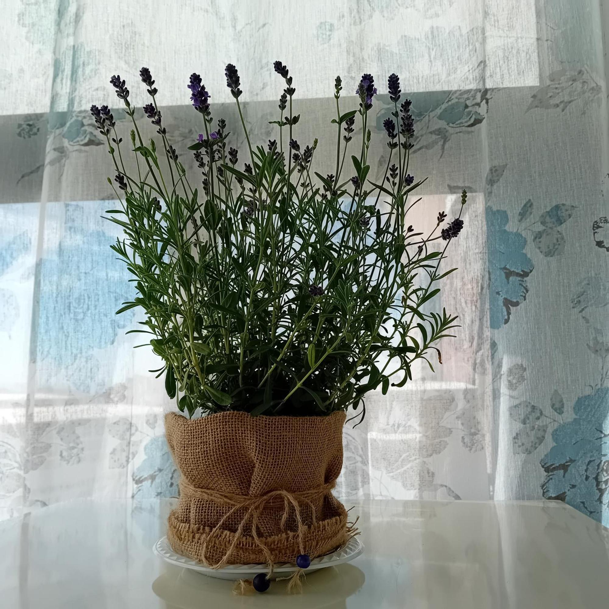 Casa Irene Daire Katanya Dış mekan fotoğraf